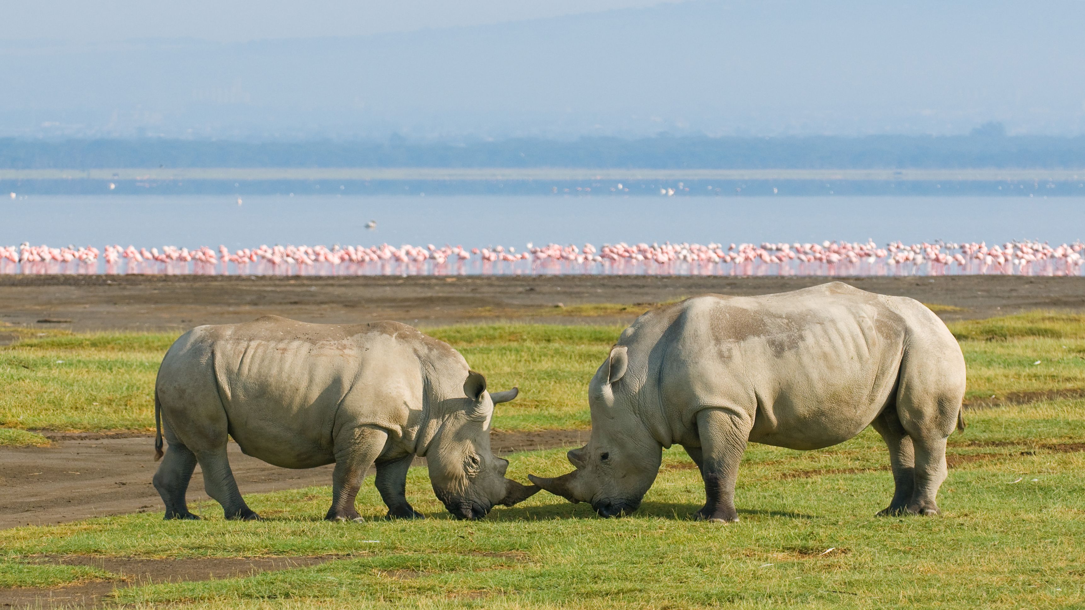 Lake Nakuru Kenya Thabela Travel 3