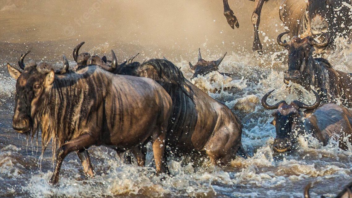 Tanzania resor safari