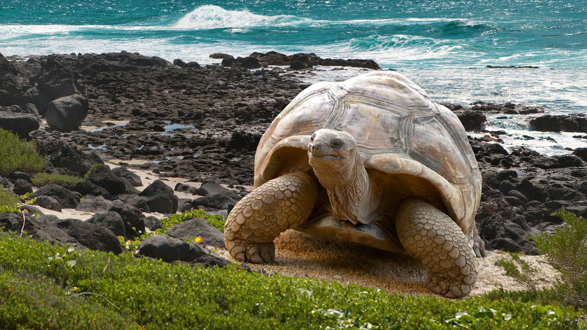 Inkariket med Galapagos resa