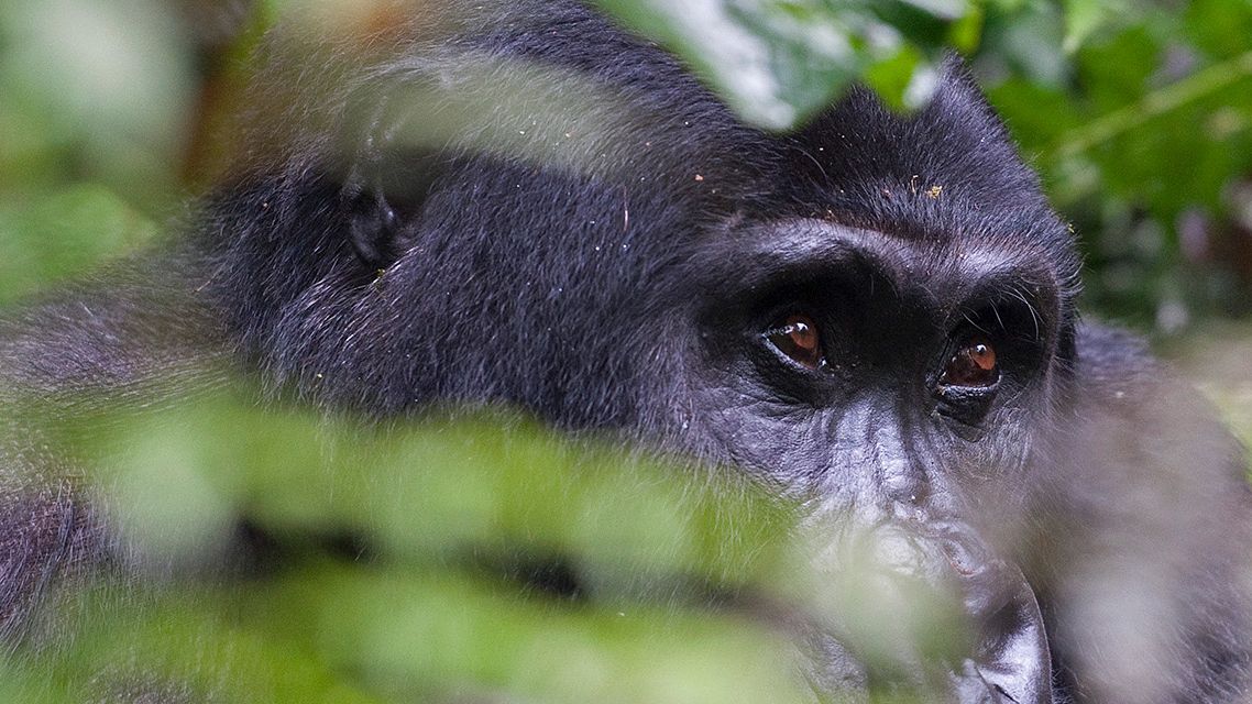 Uganda resor Gorilla