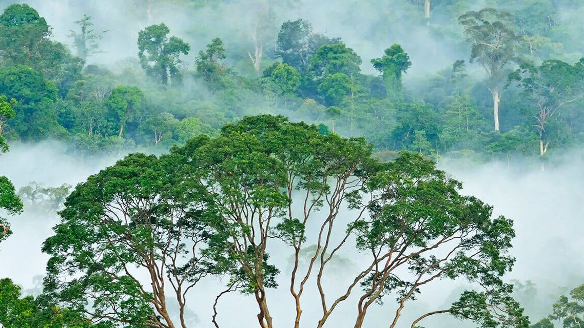 Rain forest (1)