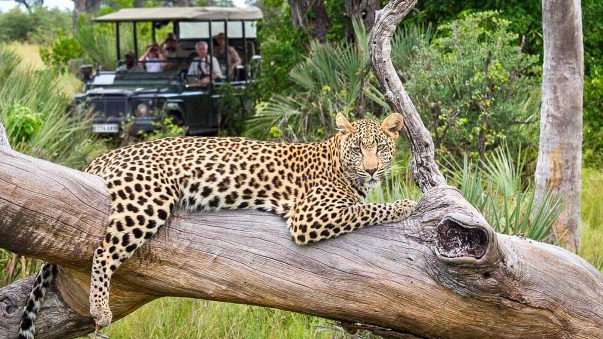En leopard som ligger i ett träd med en safarijeep i bakgrunden