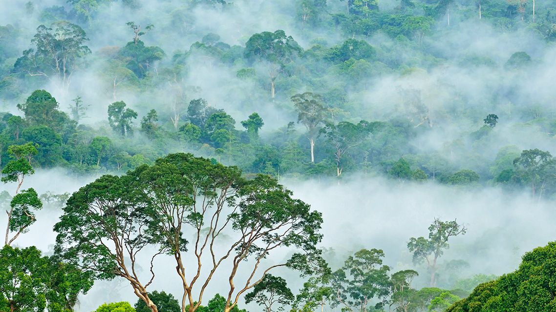 Borneo regnskog