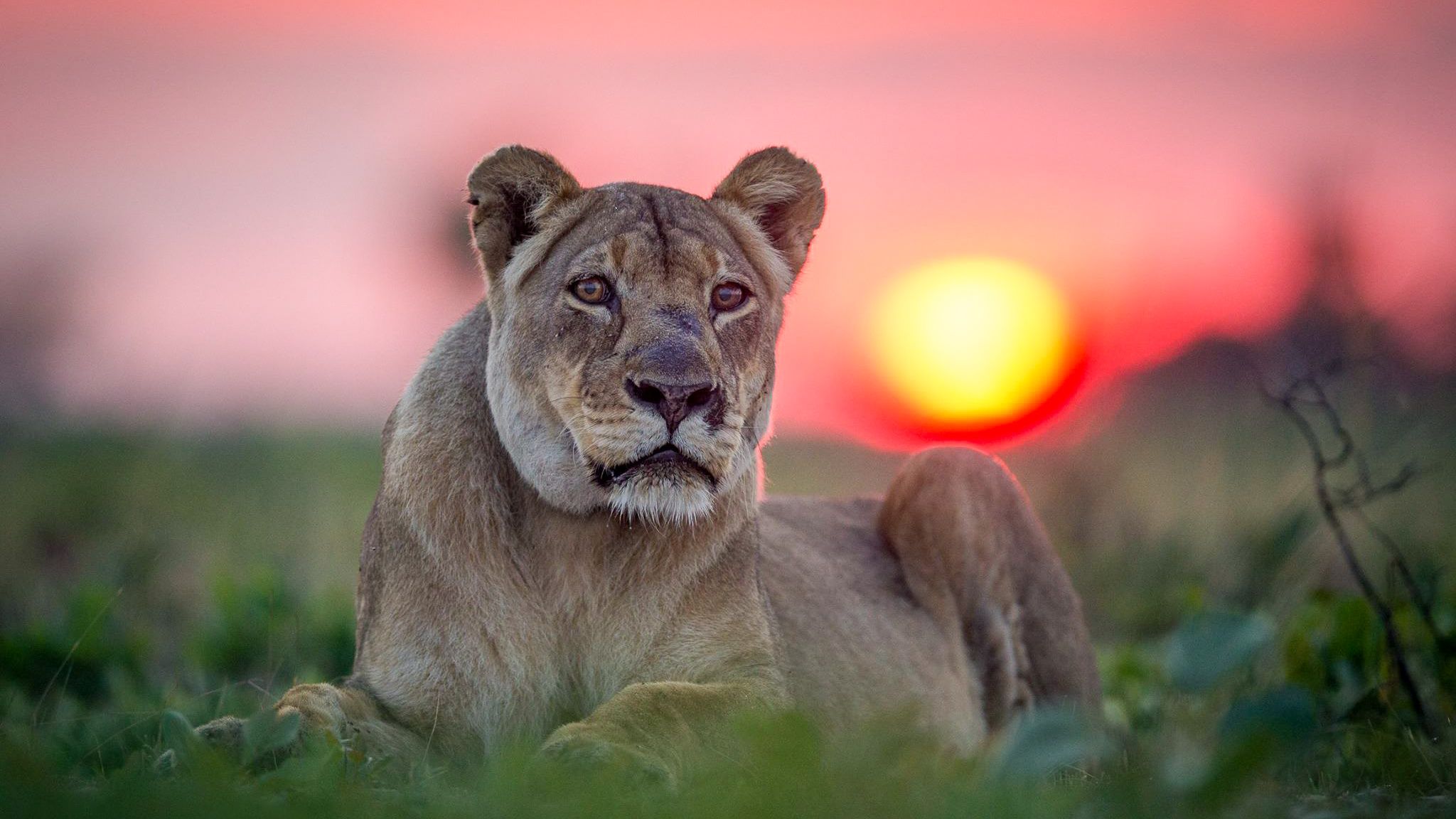 Krugerparken Sydafrika 2