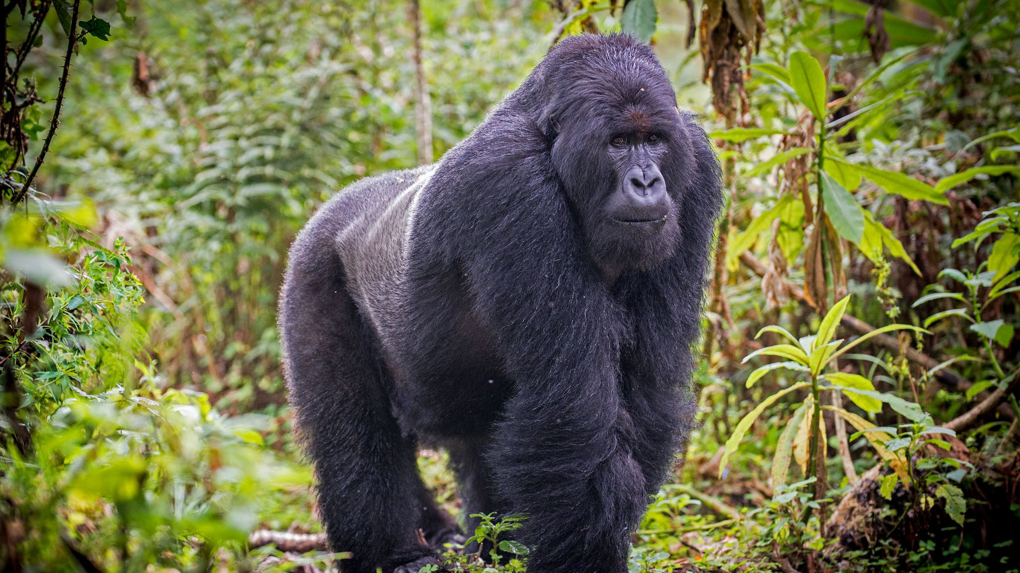Kibale Forest Uganda resa 2