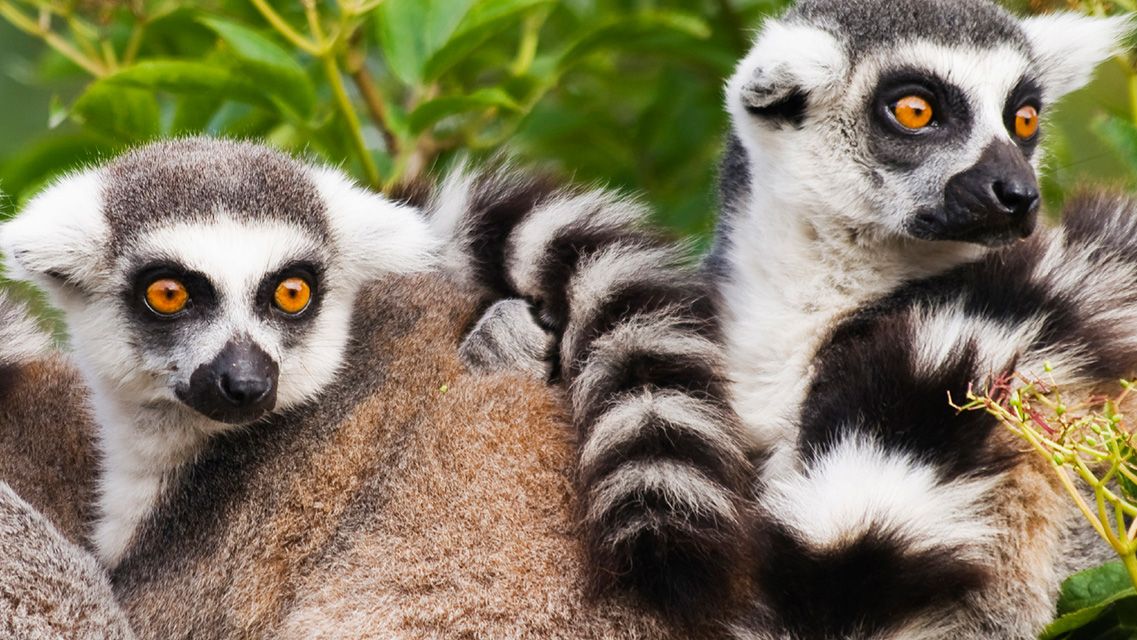 Madagaskar resor lemurer