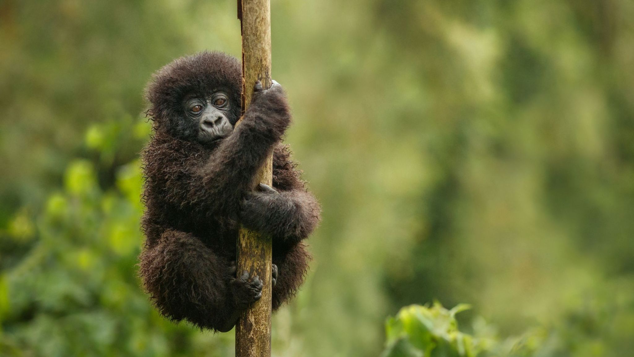 Uganda