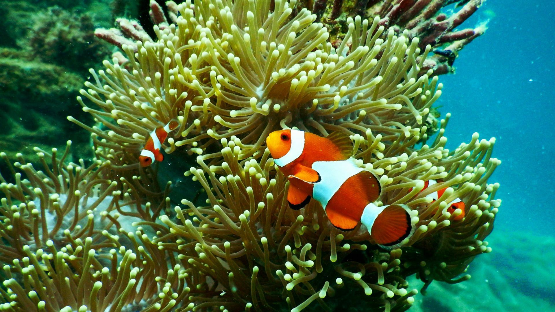 Clownfisk i korallrev vid Stora barriärrevet under resan Tropiska Queensland från norr till söder
