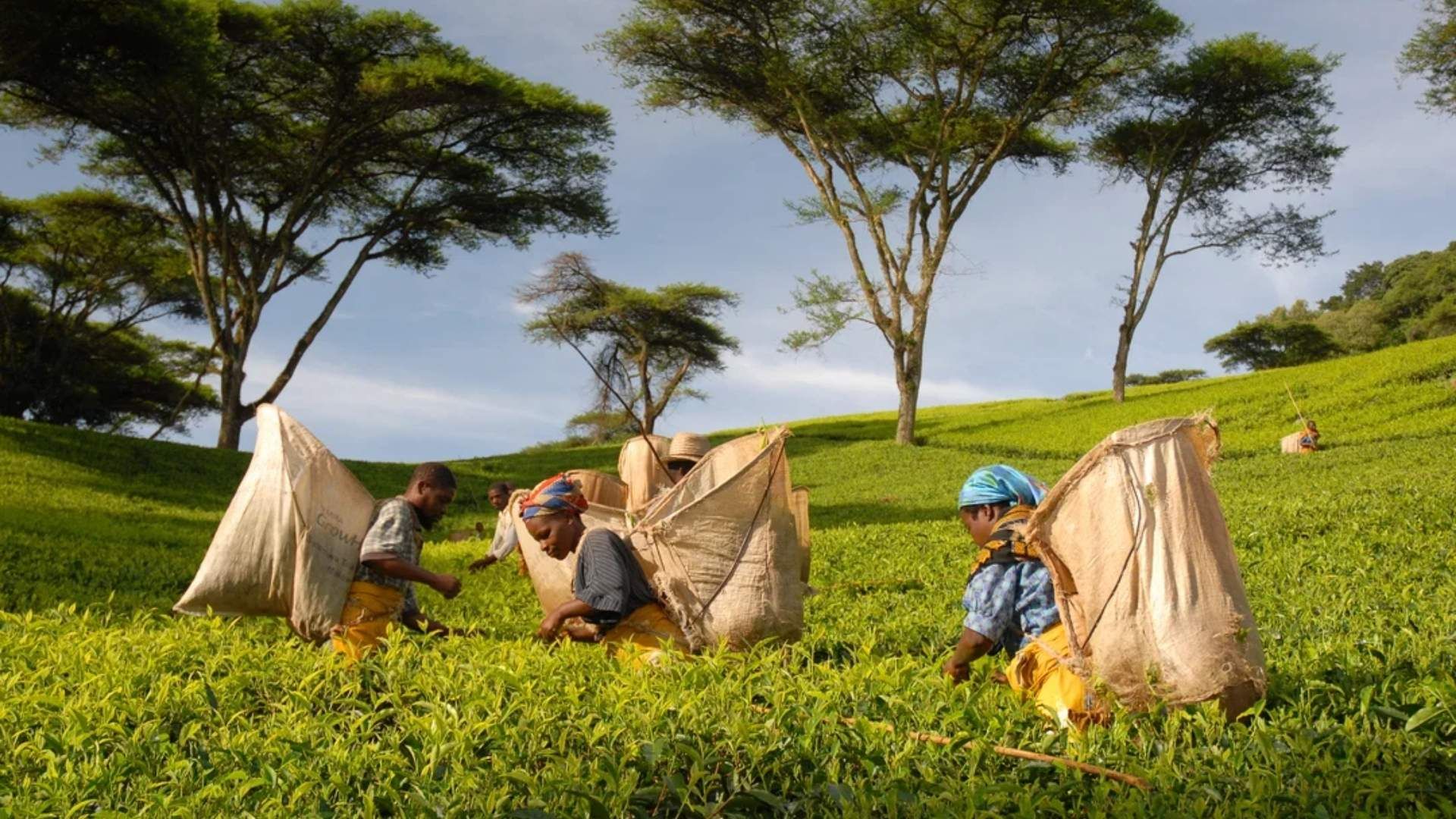 Teplockare arbetar bland de gröna tebuskarna på ett teplantage i Malawi.