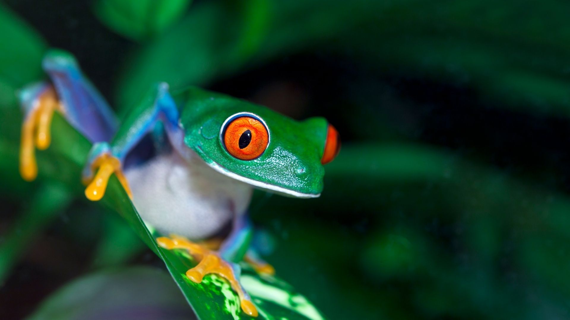 Naturnara aventyr Amazonas groda cover