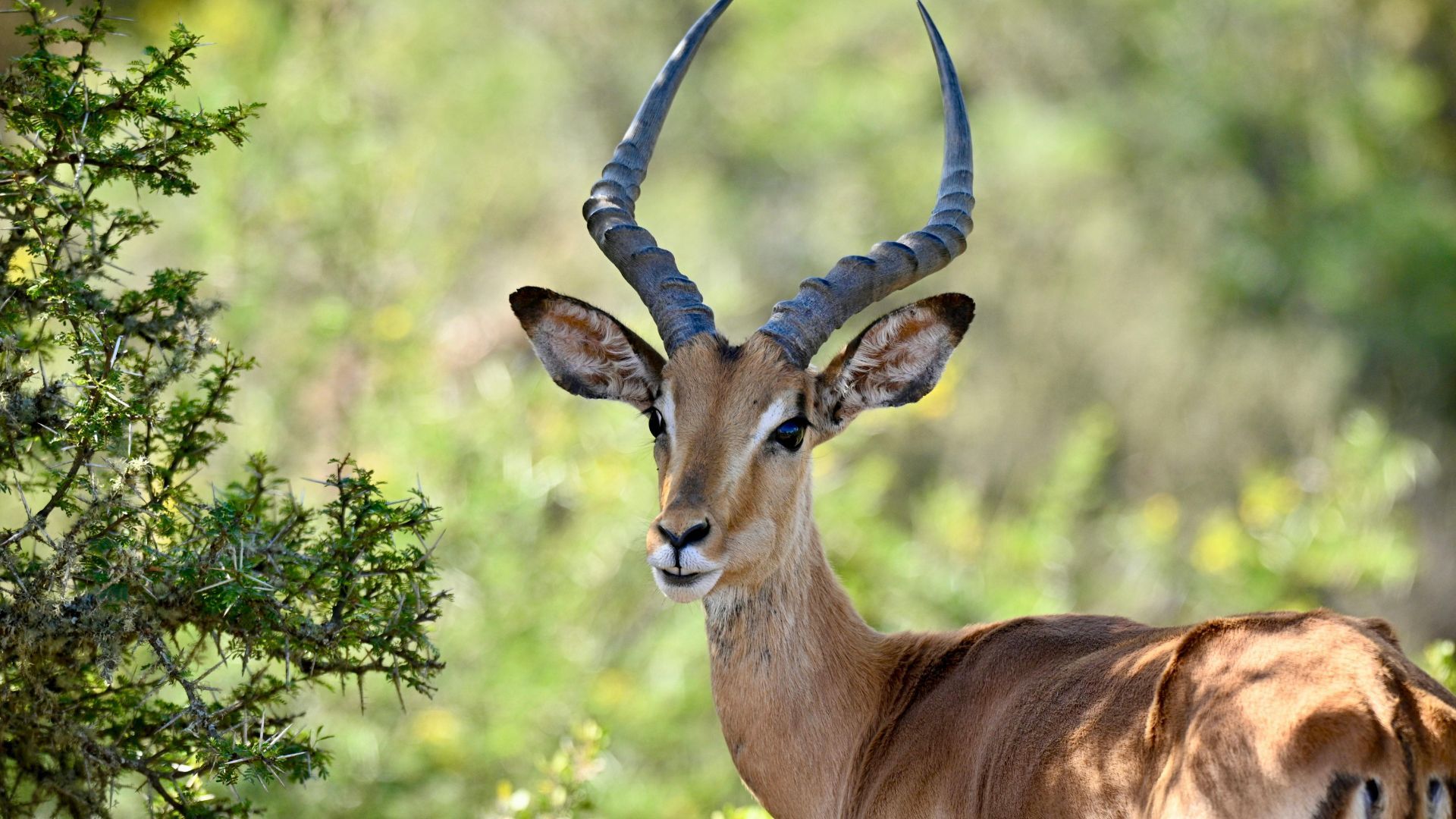 Impala i Krugerparken, Sydafrika