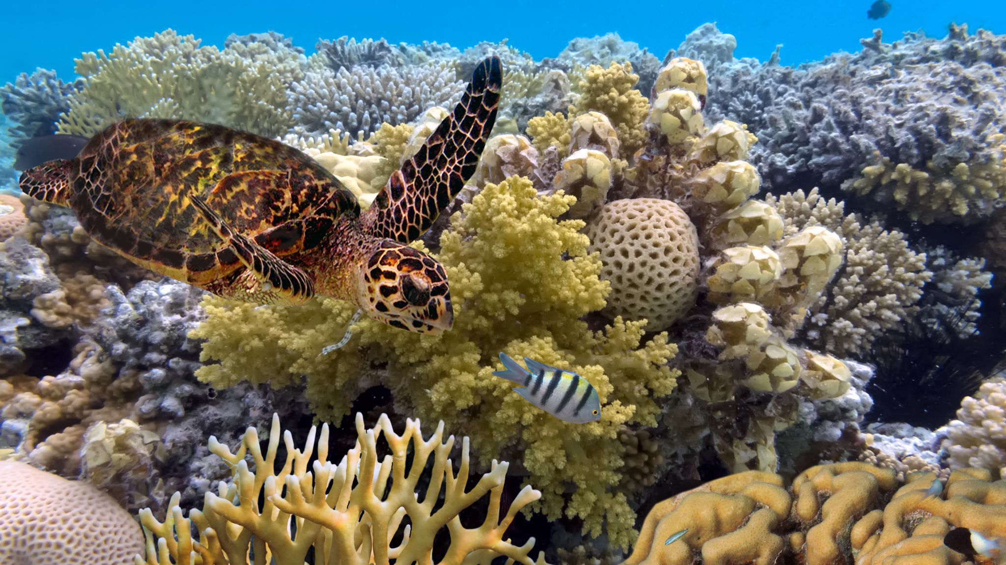 GBR153