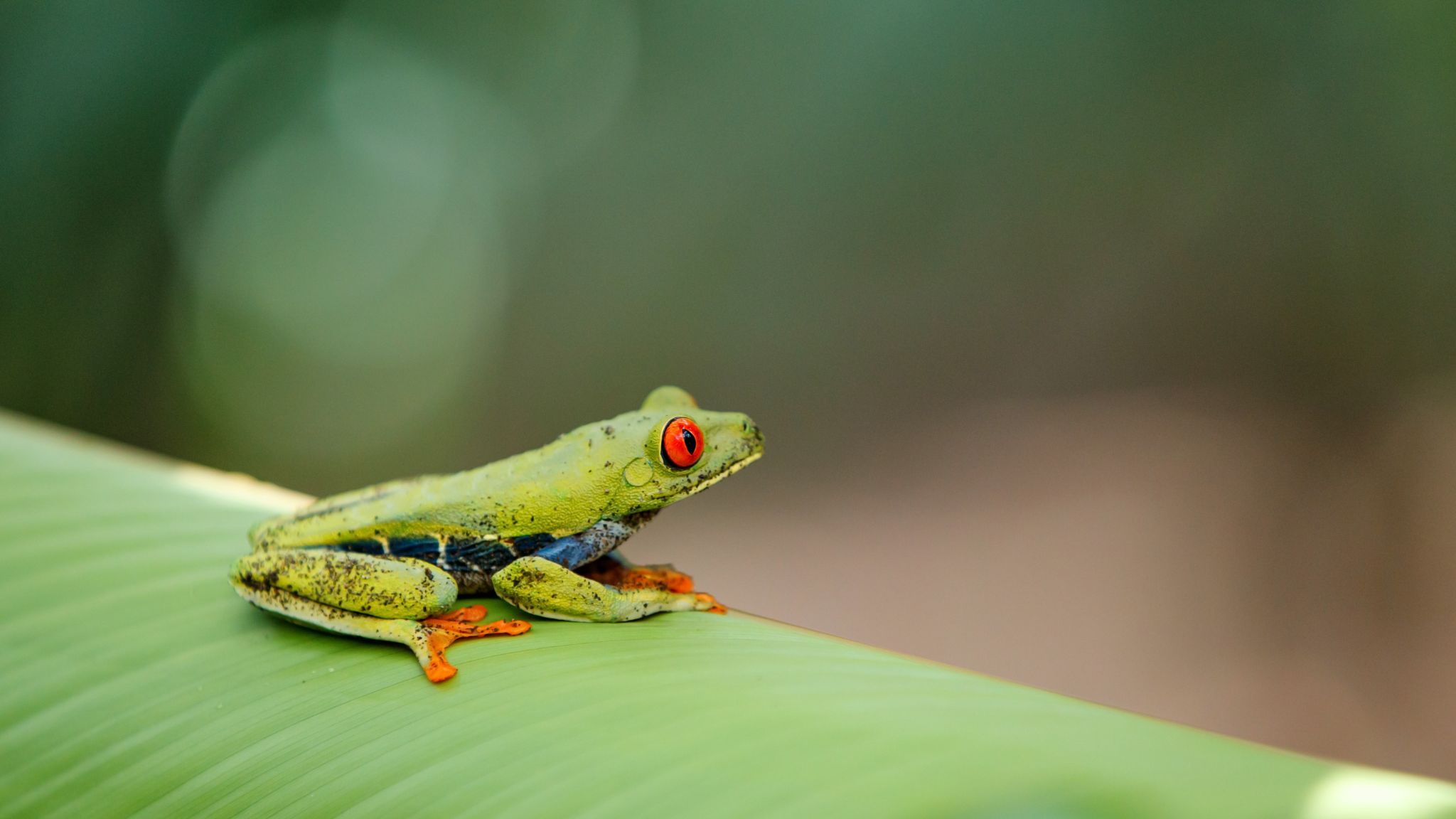 Tortuguero145 (1)