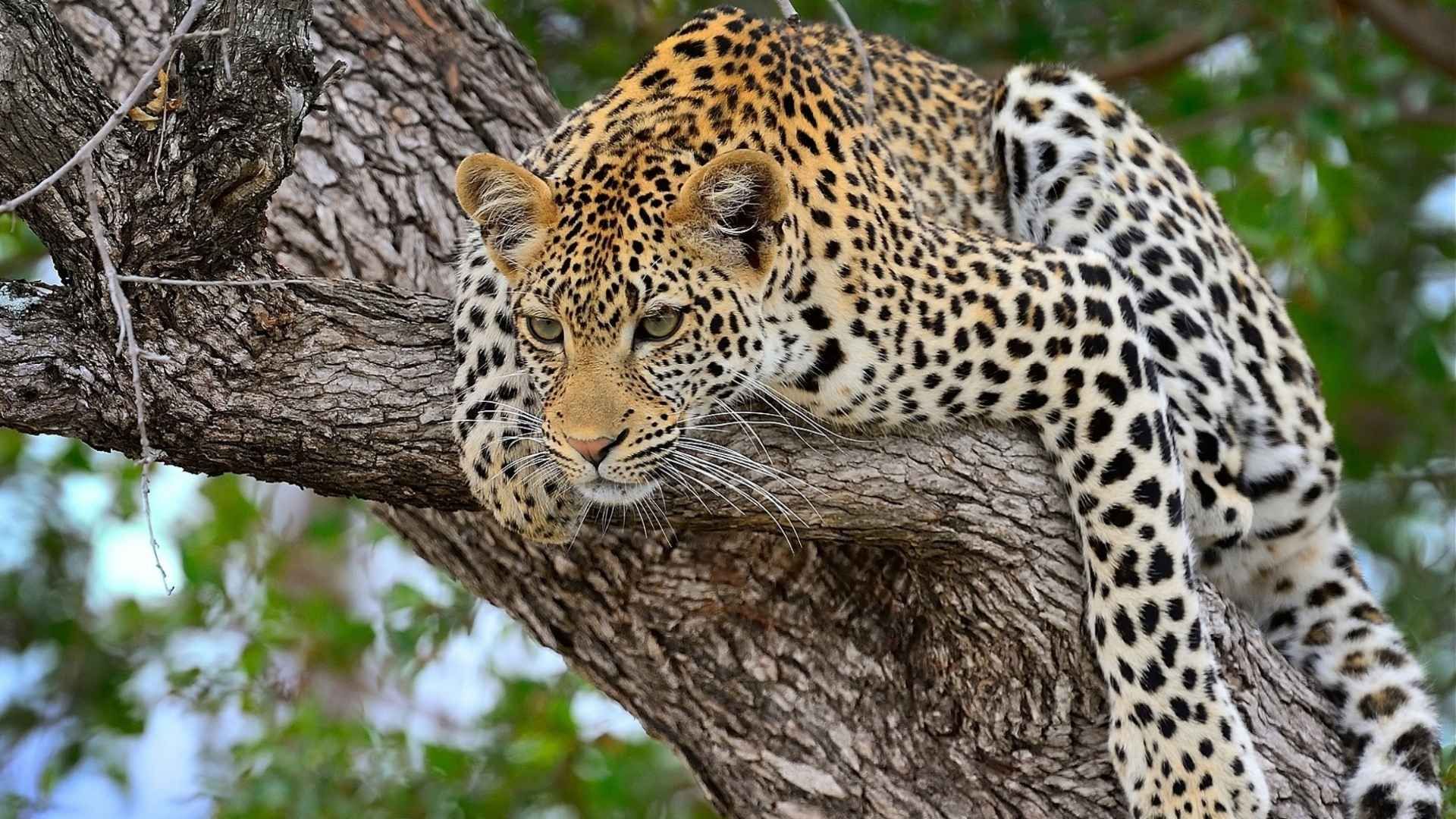 Malawi och Zambia