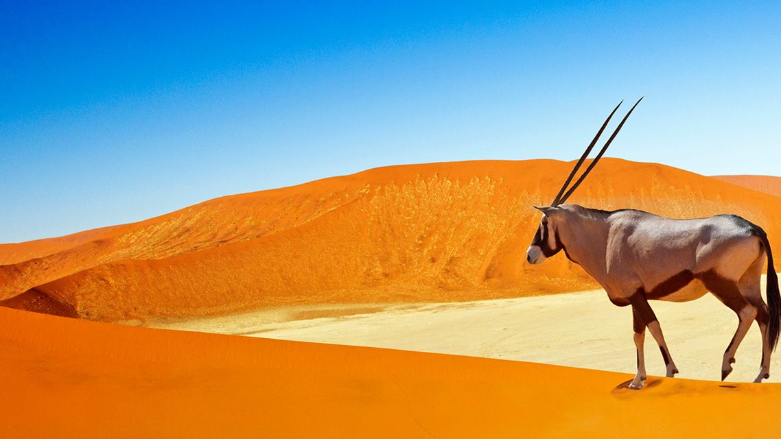 Namibia safari rundresor