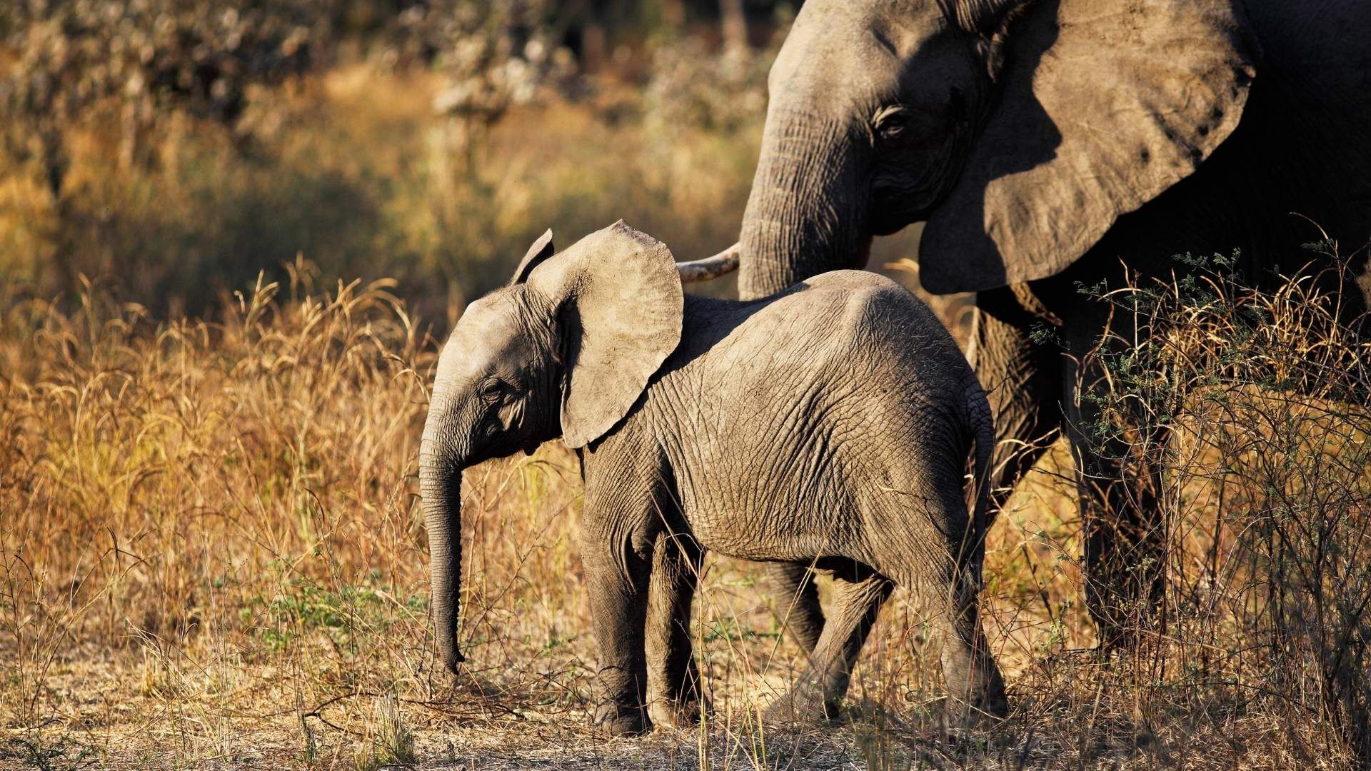 samma för den här bilden Elefantunge tillsammans med en vuxen elefant i torrt savannlandskap.